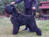 Щенки русского черного терьера