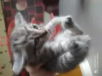 Отдам котят в добрые руки, фотография 2