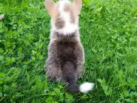 Щенки корги из питомника, фотография 1