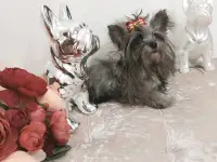 Эксклюзив.Чихуахуа окрас мерле и мини йорк., фотография 2