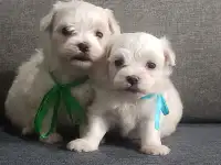 Мальтийской болонки щенки, фотография 2