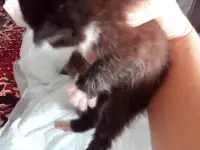 Маленькие котята ищут дом, фотография 3