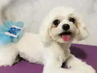 Груминг собак
