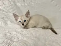 Котята породы петерболд, фотография 4