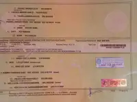 Породистые щенки Курцхаара, фотография 11