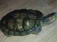 Красноухая черепаха