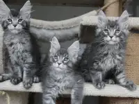 Котята мейн кун ждут Вас!, фотография 7