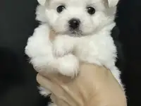 Щенки мальтезе