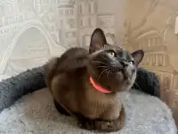 Котята европейской бурмы, фотография 5