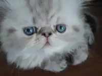 Персидские котята, фотография 1