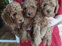 Той Пудель мальчики и девочки, фотография 4