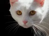 Котик в дар, фотография 5