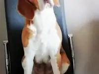 Щенки бигля, фотография 6