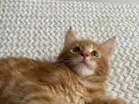 Котенок мейн кун, фотография 2