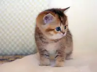 ЗОЛОТАЯ ШИНШИЛЛА шотландские котята, фотография 2