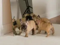Щенки французского бульдога