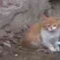Котятам срочно нужен дом, фотография 2