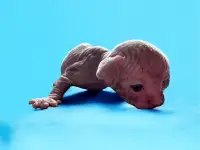 Котята канадского сфинкса, фотография 5