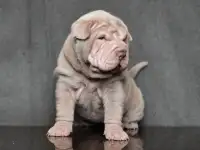 щенки шарпей, фотография 9