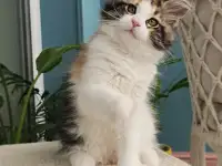 Котенок мейн кун из питомника, фотография 5
