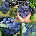 Ягода голубики из собственных плантации.