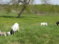 Продам четырех крепких козочек от двух коз, фотография 10