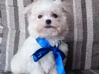 Мальтийской болонки щенки, фотография 2