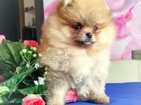 Померанкий шпиц, щенки, мальчики и девочка, фотография 3
