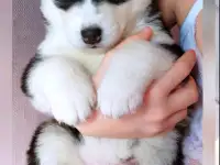 Щенки Сибирский хаски