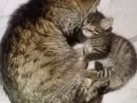 Красивая кошечка, фотография 8