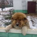 Отдам в хорошие руки