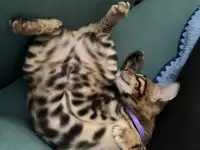 Бенгальский котенок. Мальчик, фотография 9