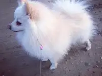 Пропал собака шпиц