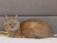 Симбочка чудесный рыжий котик ищет дом и семью!, фотография 8