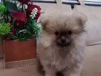 Щенки шпица