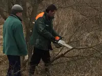 Услуги по вырезке деревьев