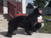 Щенки, фотография 3