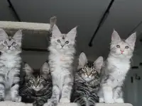 Мейн-кун котята