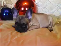 Французский бульдог щенки, фотография 3