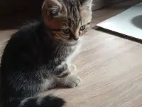 Котята, фотография 2