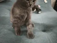 Отдам даром кошечку, фотография 4