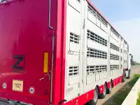 Аренда полуприцепа-скотовоза PEZZAIOLI 31G (2020), фотография 2