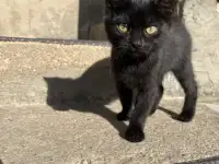 Котята в добрые руки, фотография 5