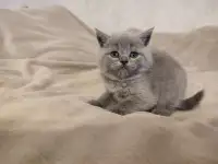 Котята Британские, фотография 5