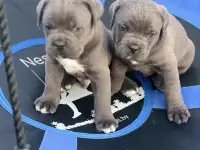 щенки кане корсо