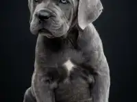Щенки кане корсо, фотография 2