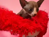 Котята канадского сфинкса, фотография 5