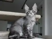 Котёнок мейн кун!, фотография 6