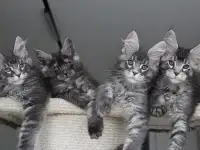 Мейн-кун котята, фотография 6