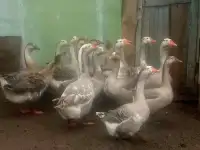 Продам молодняк гусей, фотография 4